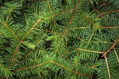 Arka plan olarak Noel ağacının dalları