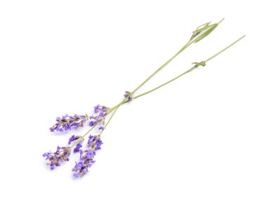 Beyaz arka planda güzel açan lavanta çiçekleri