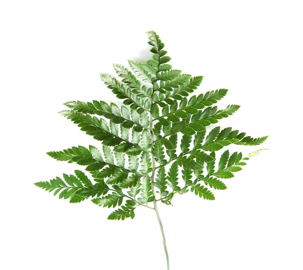 Beautiful Tropical Fern Leaf White Background — Stock Photo, Image
