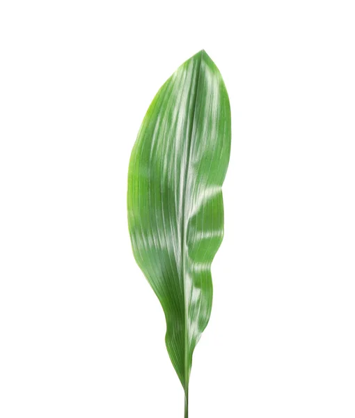 Hermosa Hoja Tropical Aspidistra Sobre Fondo Blanco —  Fotos de Stock