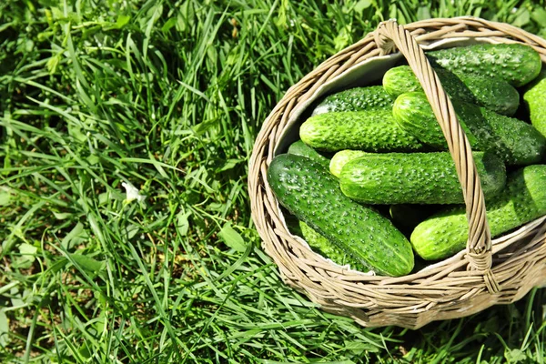 Cesta Mimbre Con Pepinos Frescos Maduros Sobre Hierba Verde — Foto de Stock