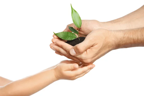 Hombre Pasando Tierra Con Planta Verde Hijo Sobre Fondo Blanco —  Fotos de Stock