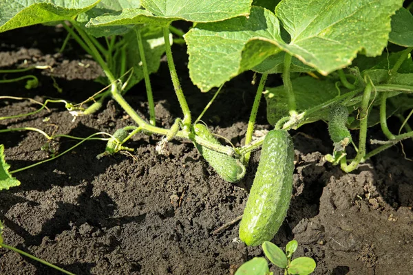 Green Plant Ripe Cucumber Garden Sunny Day — Stock Photo, Image