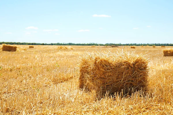 Zbożowe Belę Siana Pole Słoneczny Dzień Uprawa Zbóż — Zdjęcie stockowe