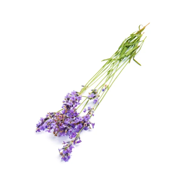 Schöne Blühende Lavendelblüten Auf Weißem Hintergrund — Stockfoto