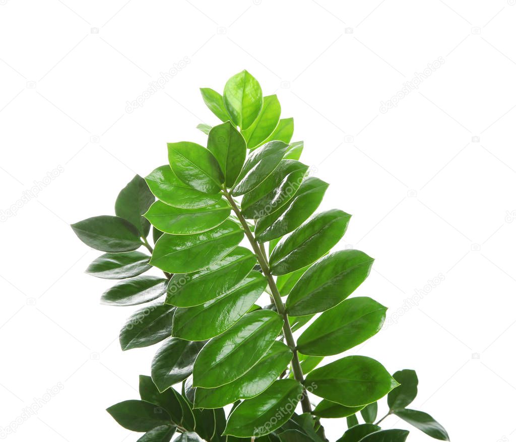 Tropical Zamioculcas leaves isolated on white