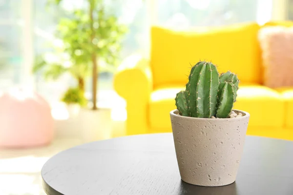Beau Cactus Pot Fleurs Sur Table Intérieur — Photo