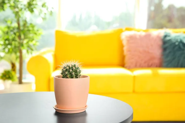 Indah Kaktus Dalam Pot Bunga Atas Meja Dalam Ruangan — Stok Foto