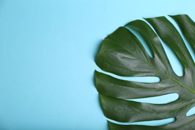 Güzel tropikal yaprak rengi arka planda, üstten görünüm