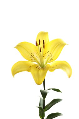 Beyaz arka plan üzerinde güzel çiçek açan lily çiçek
