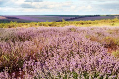 Güzel çiçek açan lavanta alanında yaz gününde