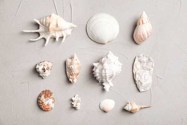 Composición Plana Con Conchas Marinas Sobre Fondo Gris Objetos Playa — Foto de Stock