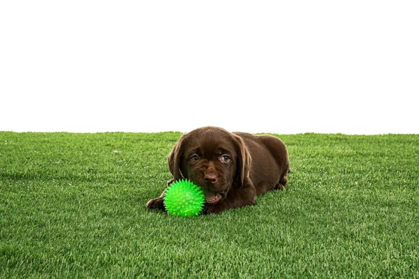 Chocolate Labrador Retriever Cachorro Brincando Com Brinquedo Grama Verde Contra — Fotografia de Stock