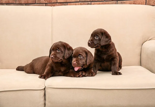 Chocolate Labrador Retriever Puppies Soft Sofa — Stock Photo, Image