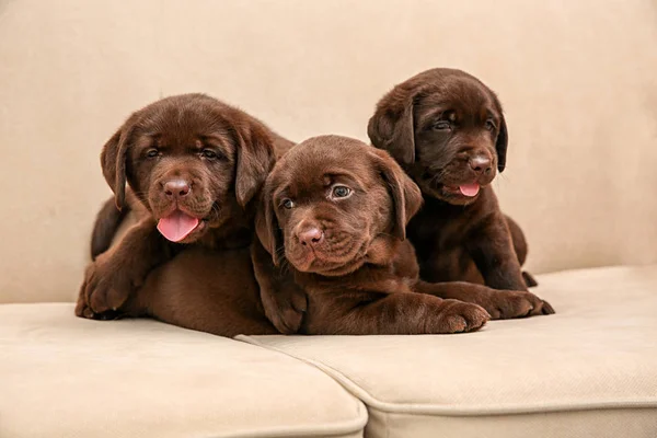 Chocolate Labrador Retriever Filhotes Sofá Macio — Fotografia de Stock