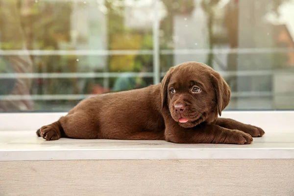巧克力拉布拉多猎犬小狗在窗台上 — 图库照片
