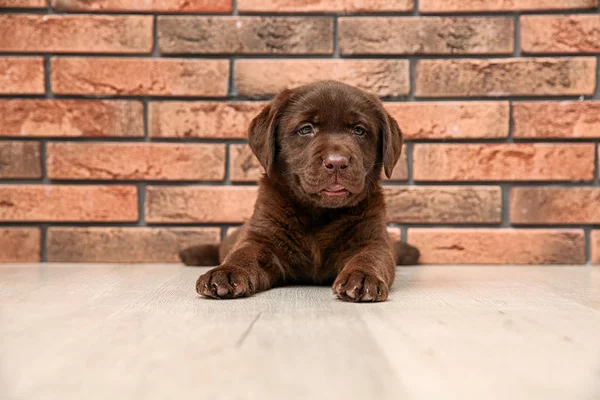 Duvarının Yakınında Katta Çikolata Labrador Retriever Köpek Yavrusu — Stok fotoğraf