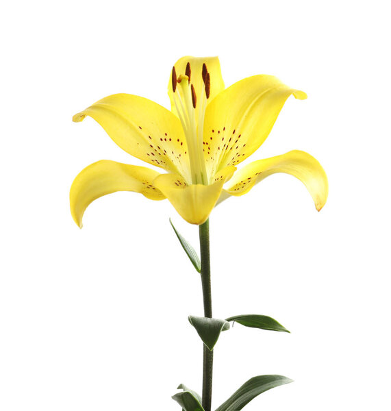 Красивый цветущий цветок лилии на белом фоне

