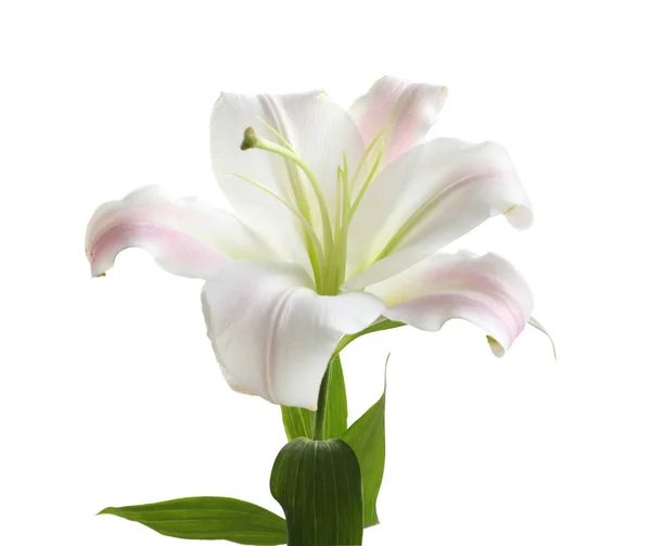 白い背景の美しい咲くユリの花 — ストック写真