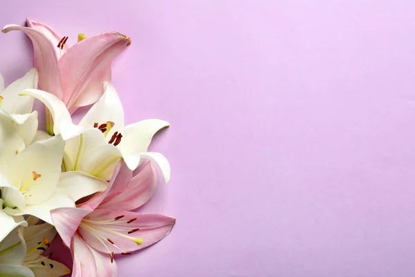 Lily Çiçek Renk Arka Plan Üzerinde Ile Düz Yatıyordu Kompozisyon — Stok fotoğraf
