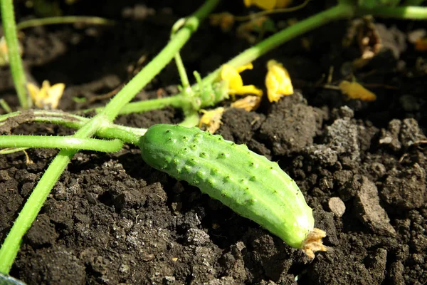 Green Plant Ripe Cucumber Garden Sunny Day — Stock Photo, Image