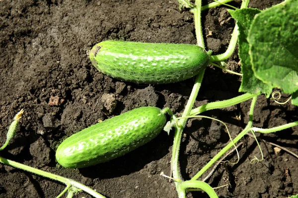 Green Plant Ripe Cucumbers Garden Sunny Day — Stock Photo, Image