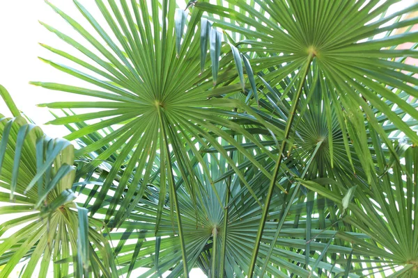 Palmier Tropical Avec Belles Feuilles Vertes Extérieur — Photo