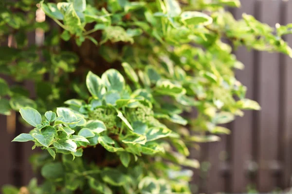 Zelená Rostlina Svěží Listy Venku Closeup — Stock fotografie