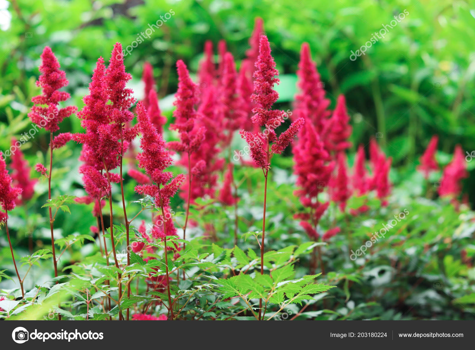 Belles Fleurs Dans Jardin Fleur Printemps Photographie