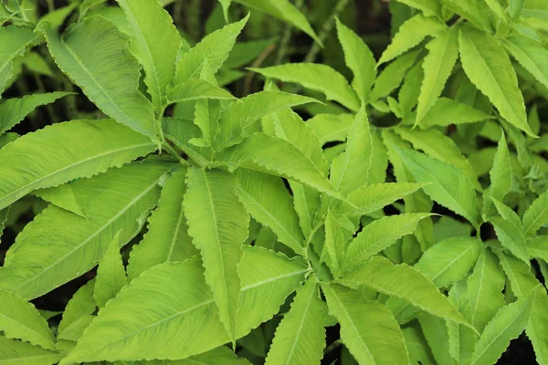 Hermosa Planta Verde Con Hojas Exuberantes Como Fondo — Foto de Stock