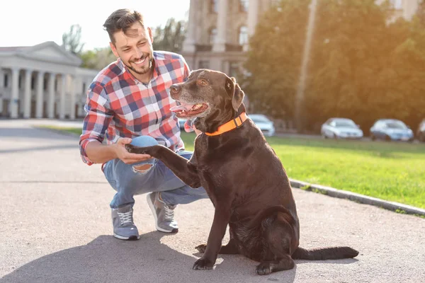 Açık havada sahibi ile şirin kahverengi labrador geri almak