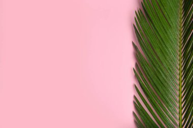 Tropikal yapraklar renk arka plan üzerinde düz yatıyordu kompozisyon