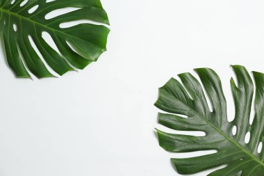 Beyaz arka plan üzerinde güzel tropikal yaprak
