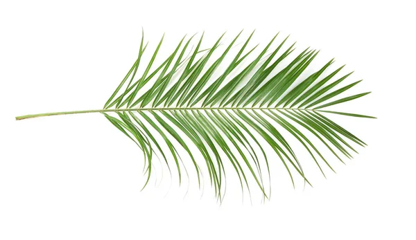 Mooie Tropische Sago Palm Leaf Witte Achtergrond — Stockfoto