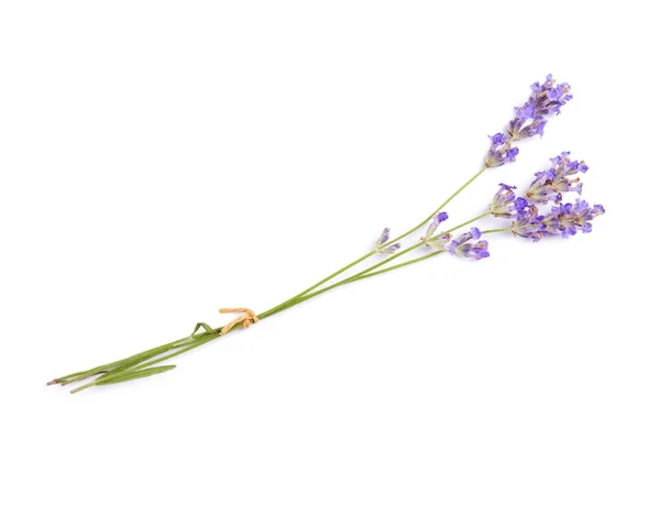 Krásné Kvetoucí Levandule Květiny Bílém Pozadí — Stock fotografie