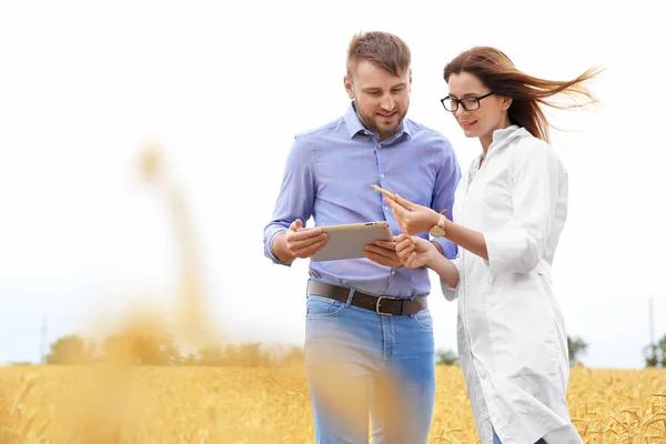 Jóvenes Agrónomos Campo Grano Producción Cereales — Foto de Stock