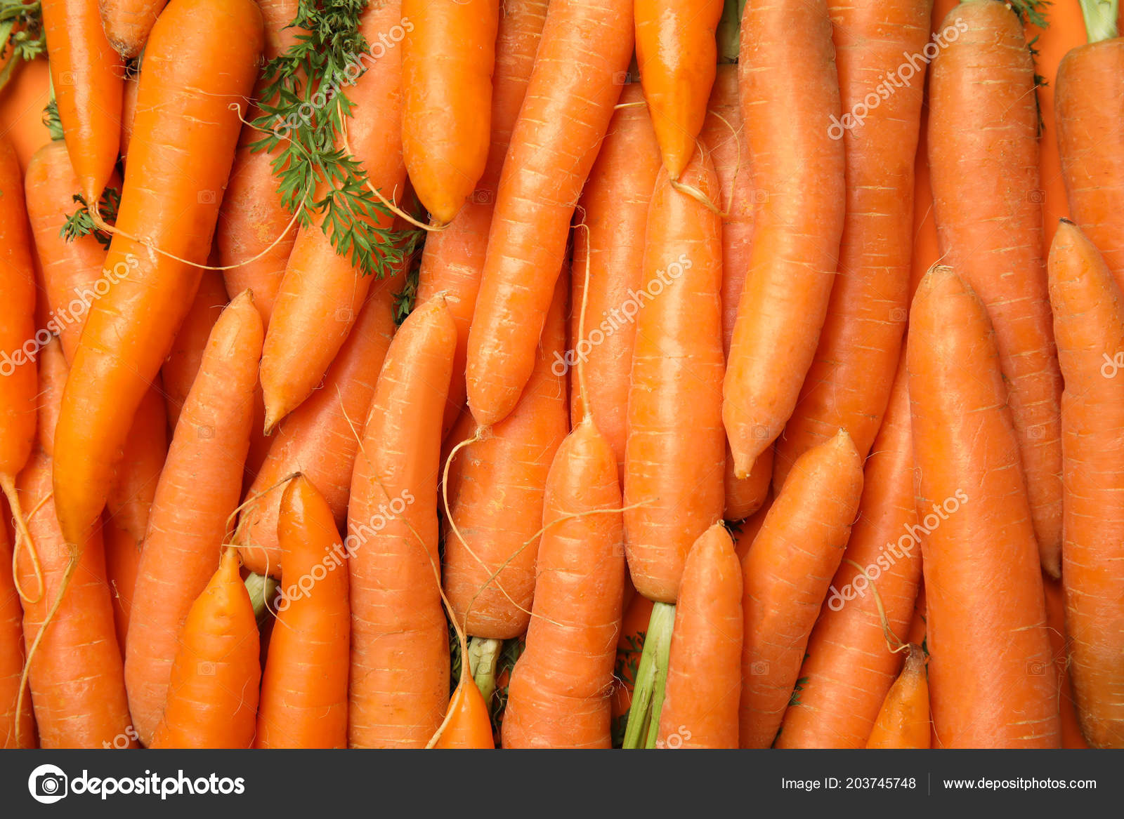 Carrot Background Royalty Free SVG Cliparts Vectors And Stock  Illustration Image 53860473