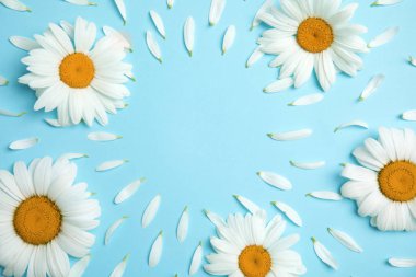 Papatya çiçekleri ve yaprakları renk arka plan, üstten görünüm üzerinde güzel çiçek kompozisyonu