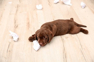 Yaramaz çikolata Labrador Retriever köpek yavrusu ve katta yırtık kağıt