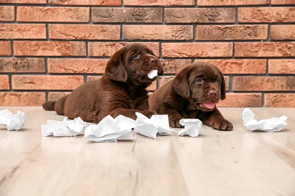 Ondeugende Chocolade Labrador Retriever Puppies Gescheurd Papier Buurt Van Muur — Stockfoto