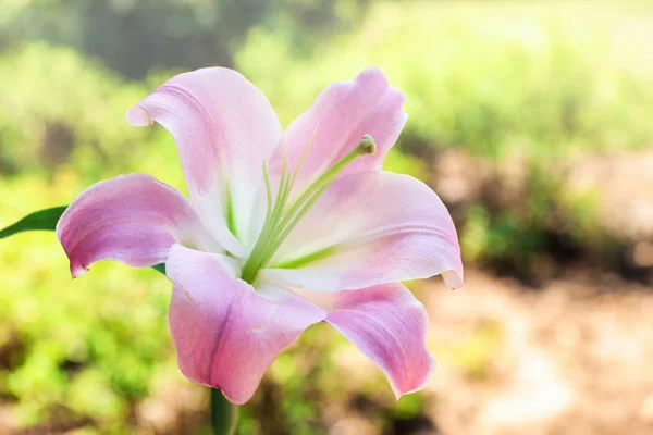 美丽盛开的百合花在花园 — 图库照片