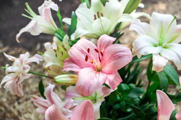 Schöne Blühende Lilienblüten Garten Nahaufnahme — Stockfoto