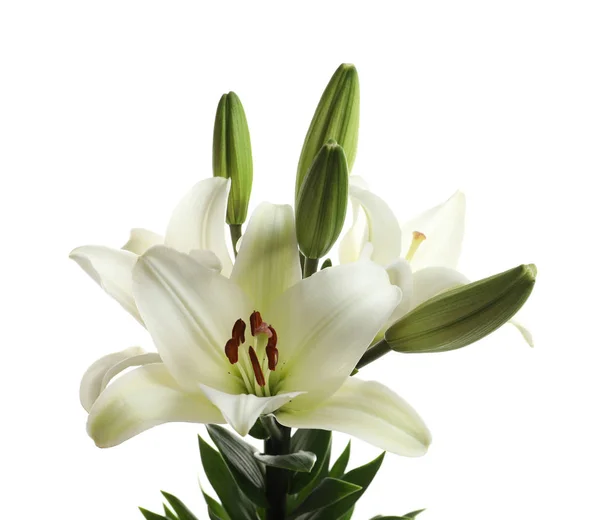 Beautiful Blooming Lily Flowers White Background — Stock Photo, Image