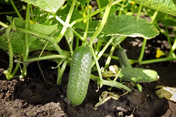 Green Plant Ripe Cucumber Garden Sunny Day — Stock Photo, Image