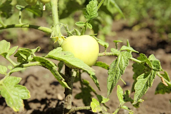 Grön Växt Med Omogna Tomater Trädgården — Stockfoto