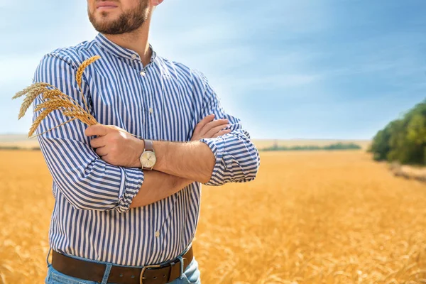 Joven Con Espigas Campo Grano Producción Cereales — Foto de Stock