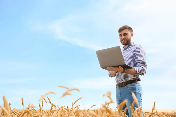 Jonge Agronoom Met Laptop Graan Veld Granen Landbouw — Stockfoto