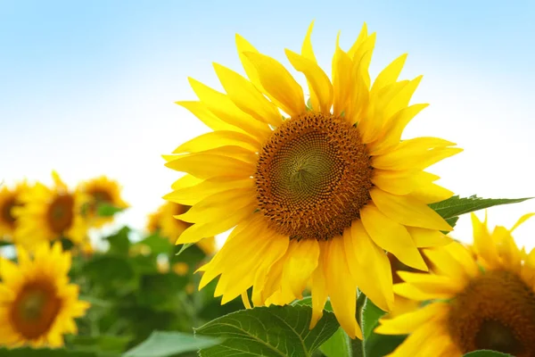 Tournesol Jaune Dans Champ Été Gros Plan — Photo