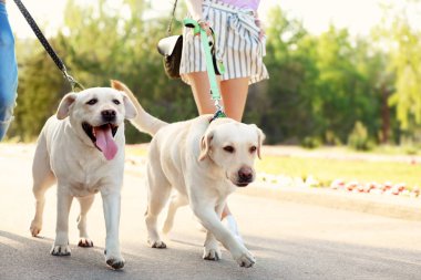 Sahipleri onların labrador retriever açık havada güneşli günde yürüyüş