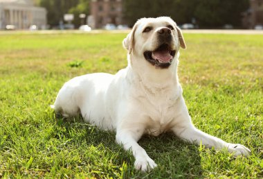 Güneşli günü açık havada sevimli sarı labrador geri almak